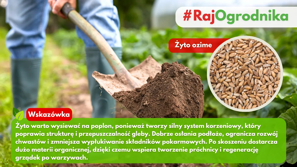 Żyto na poplon i nawóz zielony w ogrodzie blog sklep rajogrodnika